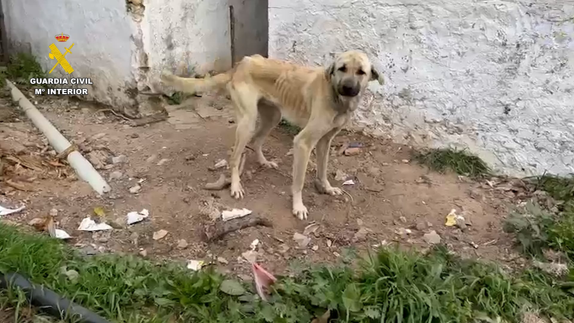 Perro maltratado