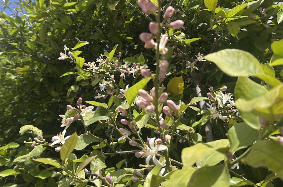 flor de azahar