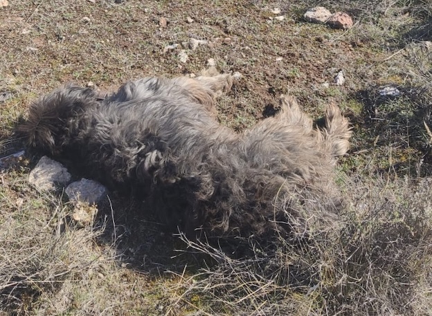 perro muerto