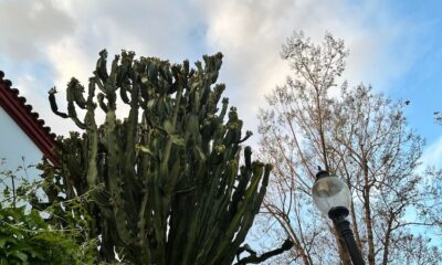 Cactus