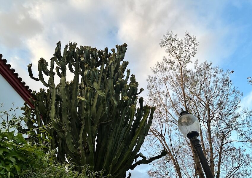 Cactus
