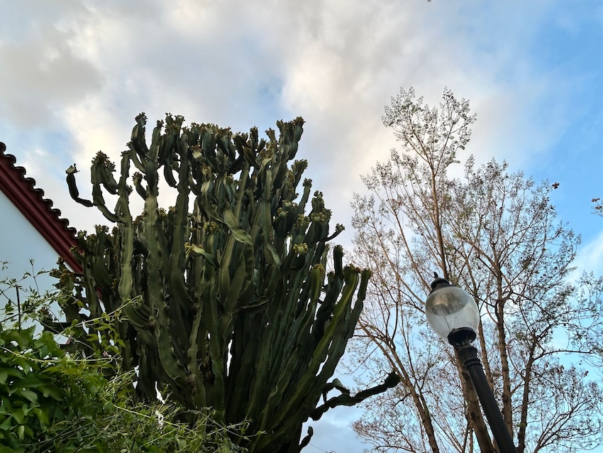 Cactus