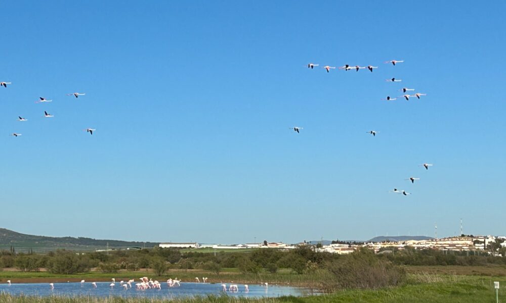 Flamencos Laguna Fuente de Piedra