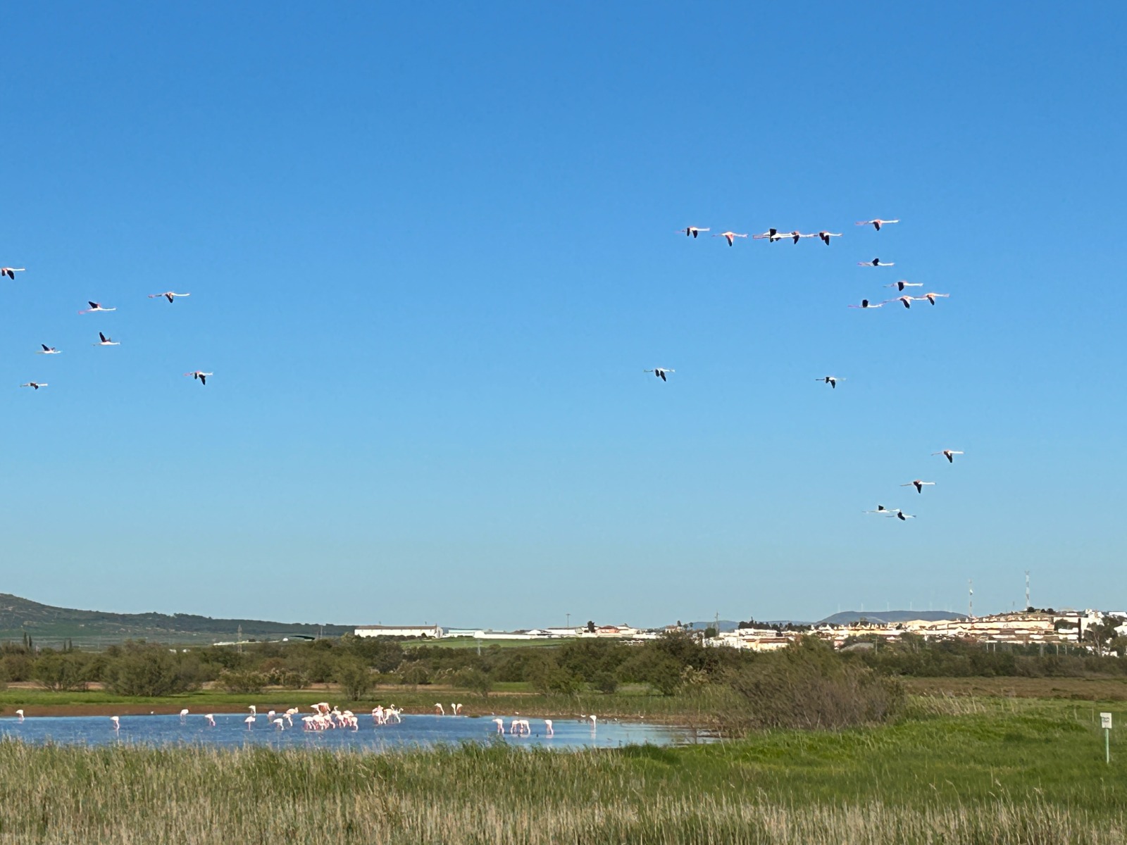 Flamencos Laguna Fuente de Piedra
