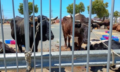 Bueyes hermandad de triana