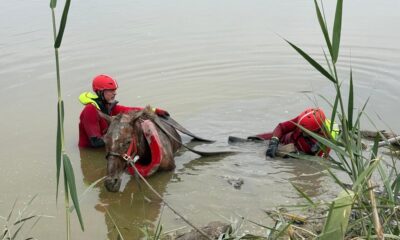 Caballo rescate