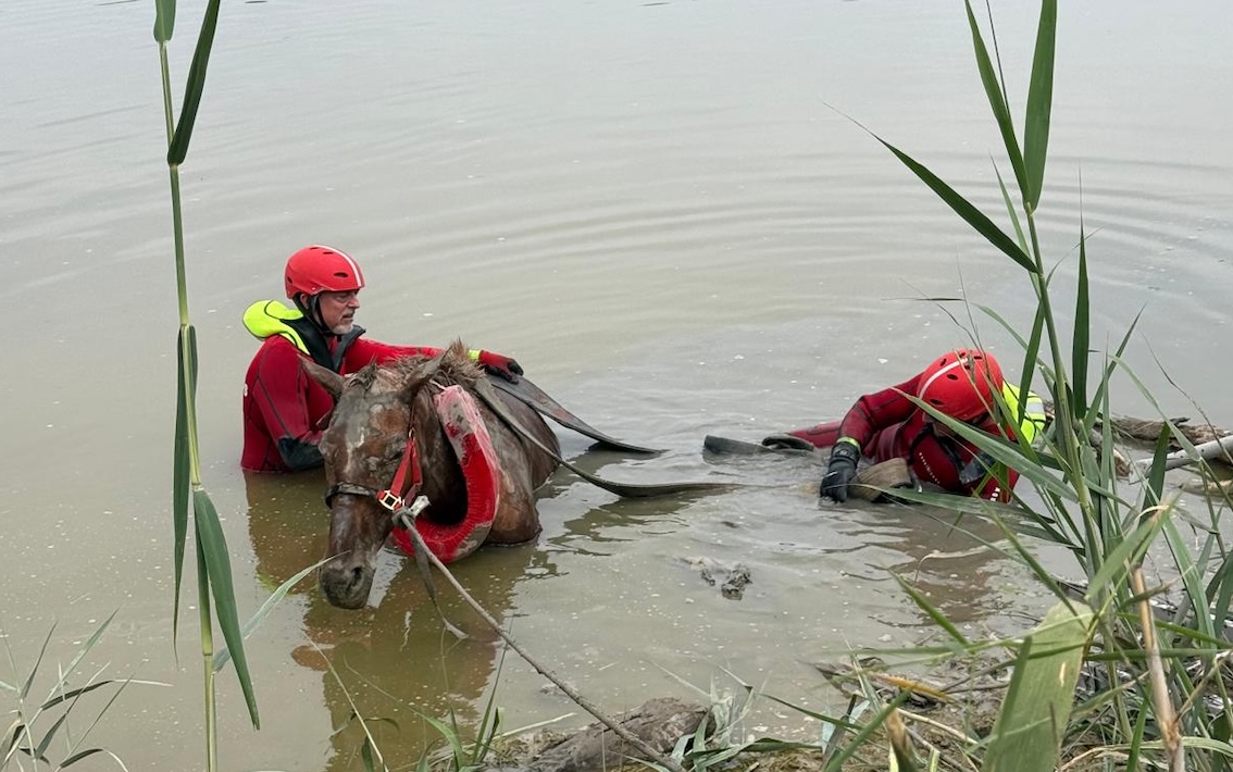 Caballo rescate