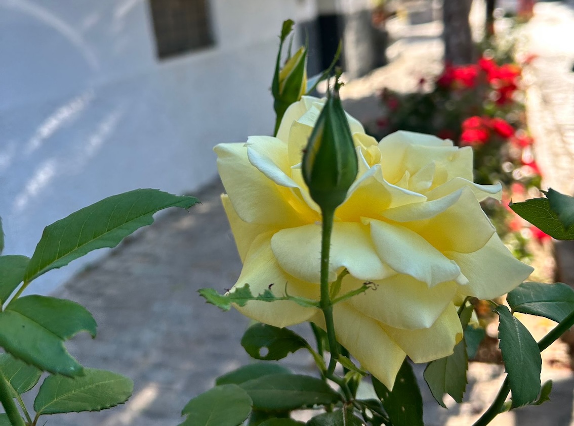 Flor rosa amarilla