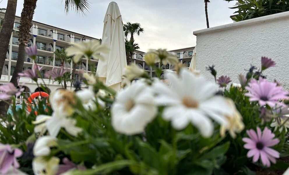 Flores