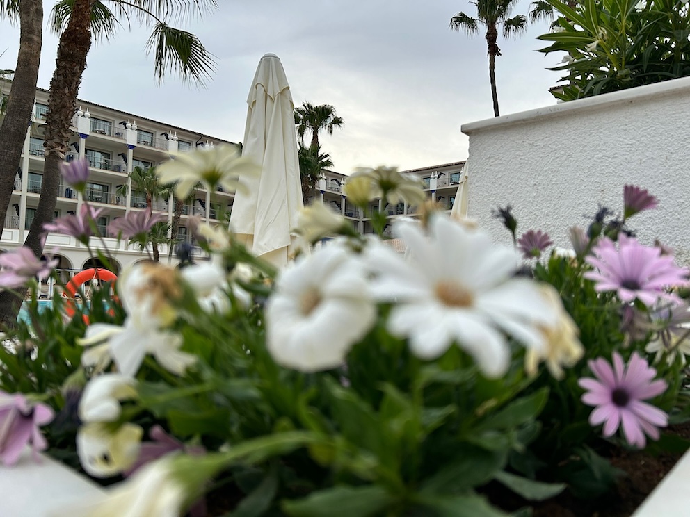 Flores