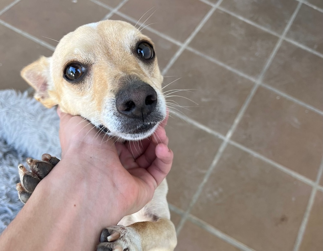 perro Budy Los Palacios