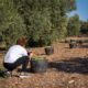 Carmen Gonzalez aceitunas