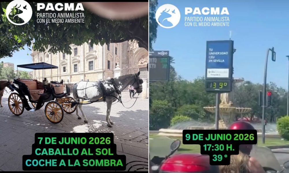 Coches de caballos