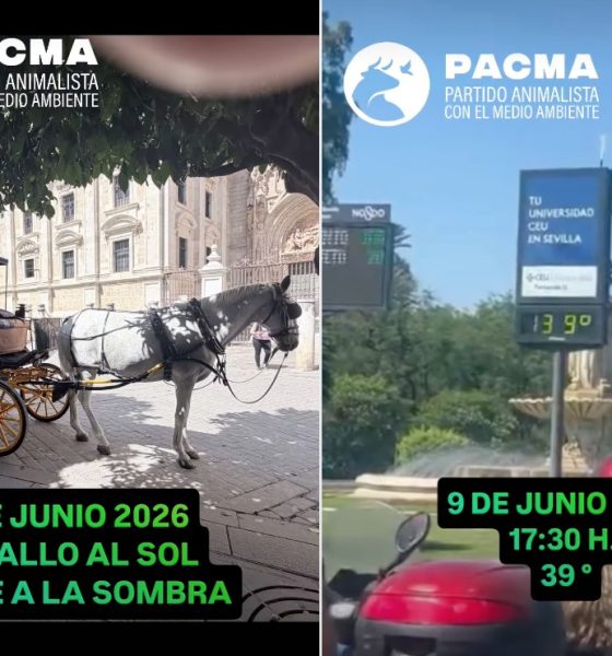 Coches de caballos