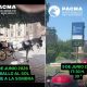 Coches de caballos