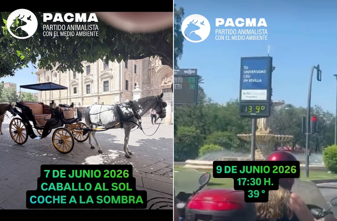 Coches de caballos