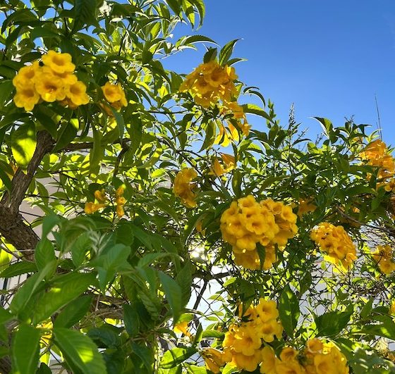Flores amarillas