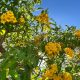 Flores amarillas