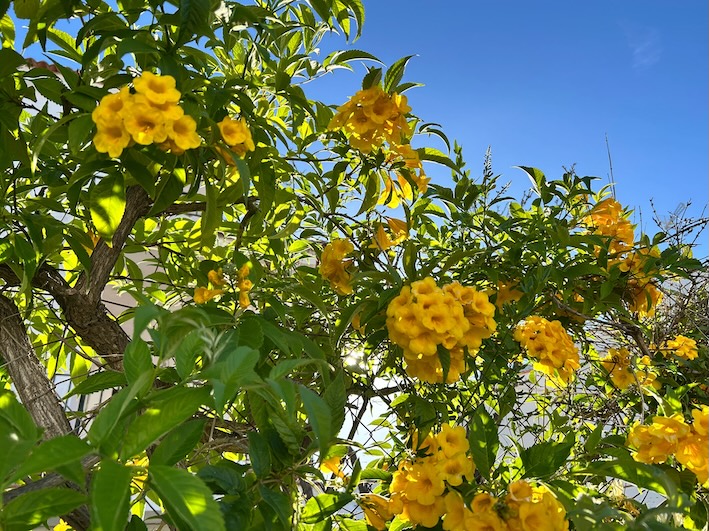 Flores amarillas