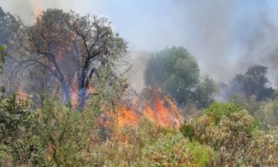 Incendio forestal