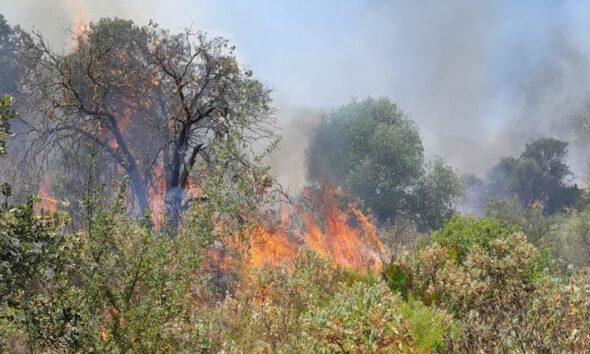 Incendio forestal