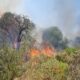Incendio forestal