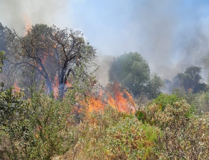 Incendio forestal