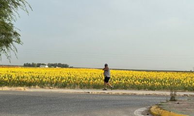 Paseo girasoles