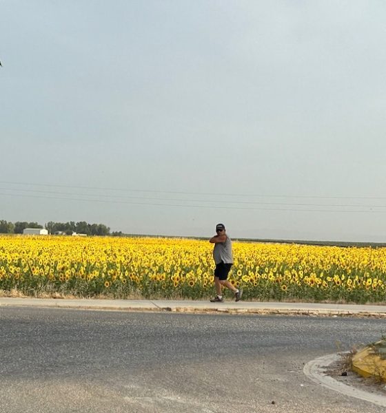 Paseo girasoles