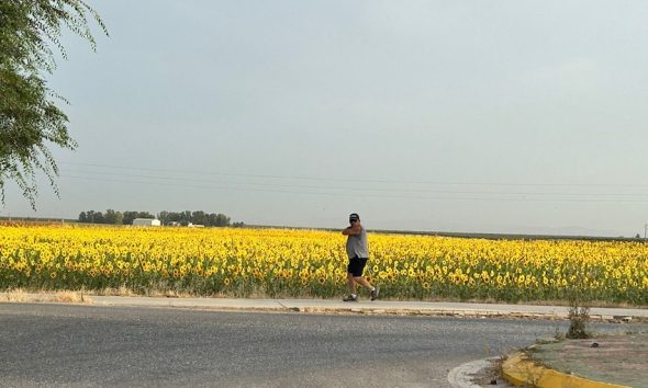 Paseo girasoles