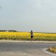 Paseo girasoles