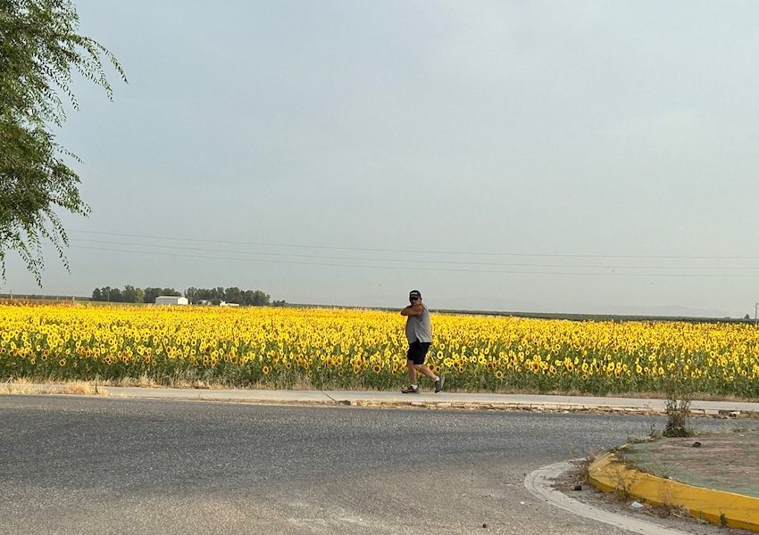 Paseo girasoles
