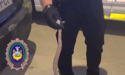 Serpiente Arahal