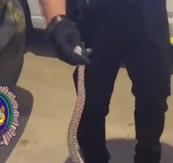 Serpiente Arahal