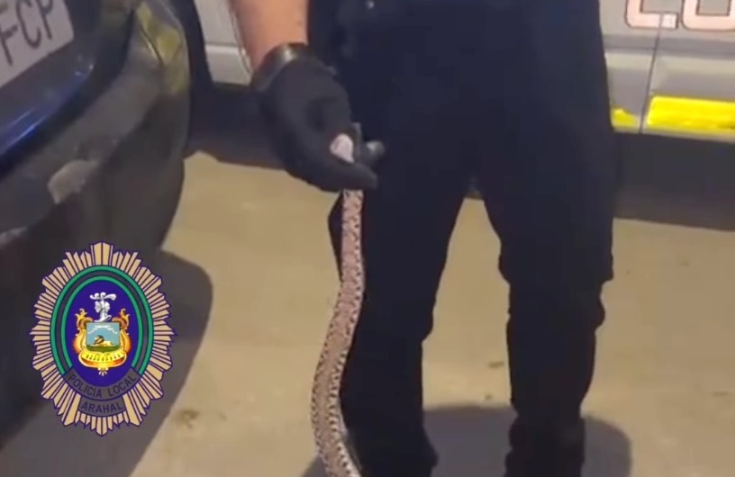 Serpiente Arahal