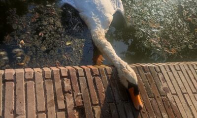 cisne muerto
