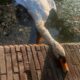 cisne muerto