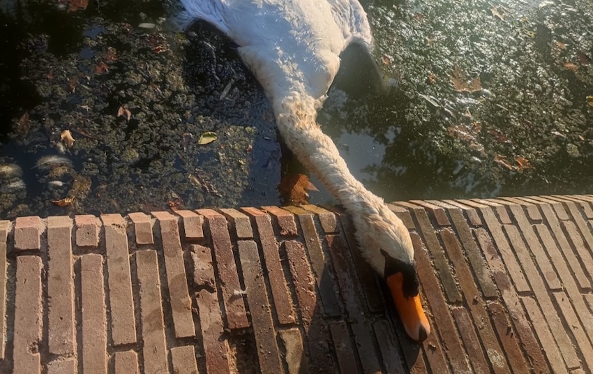cisne muerto