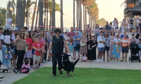 Animales perro adopcion