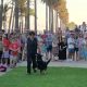 Animales perro adopcion