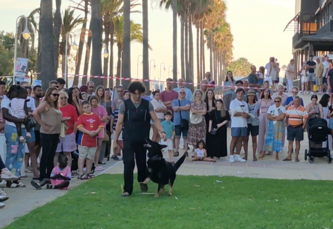 Animales perro adopcion
