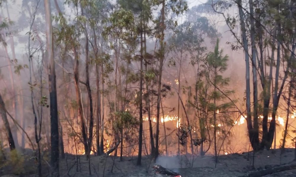 Incendio forestal