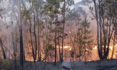 Incendio forestal