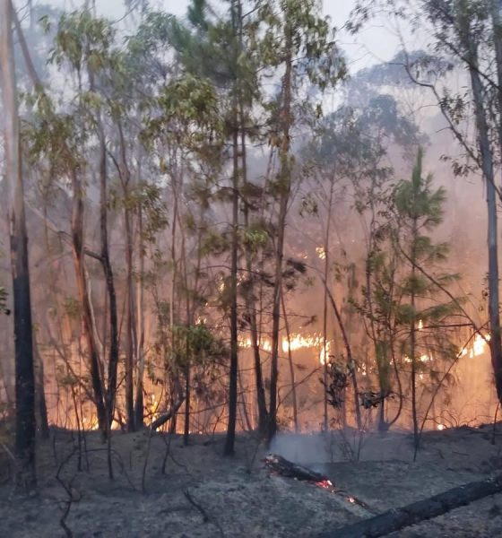 Incendio forestal