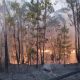 Incendio forestal
