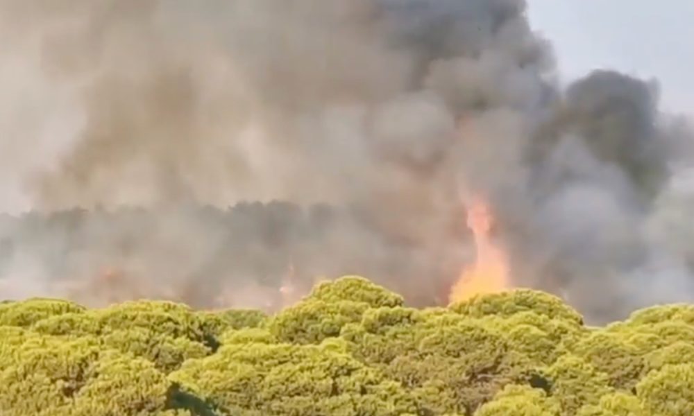 Incendio forestal pinos