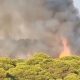 Incendio forestal pinos