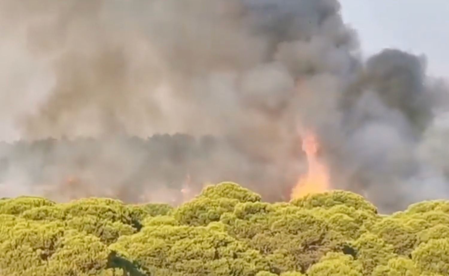 Incendio forestal pinos
