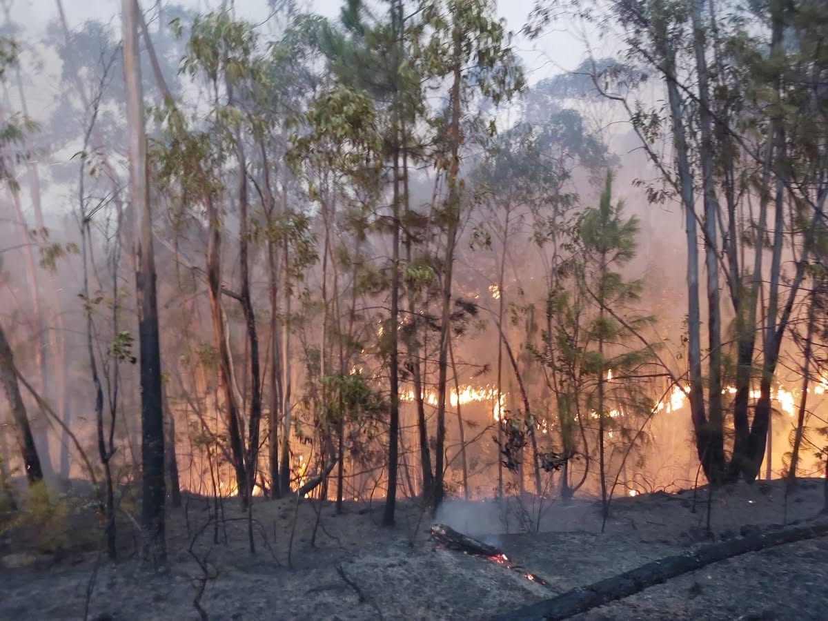 Incendio forestal