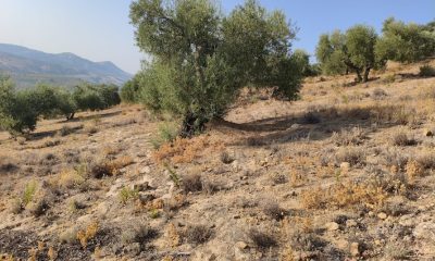 Olivar El Saucejo